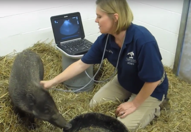 Dakila the endangered Visayan warty pig gets an echocardiogram at the Pittsburgh Zoo