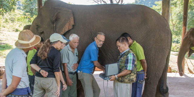 Elephant Ultrasound