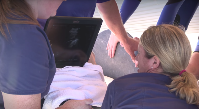 Pregnant Manatee Returned to the Wild