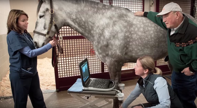 Point of Care Ultrasound Plays a Big Role in Equine Sports Medicine   This video courtesy of Wisconsin Equine Clinic and Hospital, Dr. Jo-Anne LeMieux discusses ultrasonography and its use in her daily practice. Sonosite Edge ultrasound plays a big role